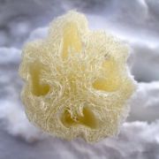 Lufa - přírodní houba - min. 50cm