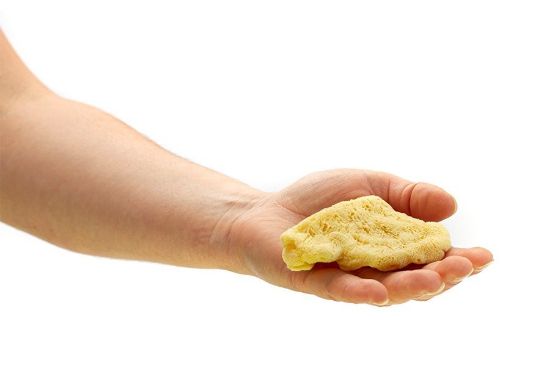 Mořská houba "sloní ucho" malá - bělená