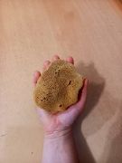 Obrázek Mořská houba "sloní ucho" malá - nebělená