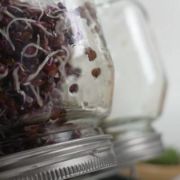 Obrázek Sklenice na klíčení se stojanem - 750 ml