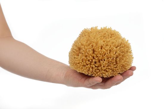 Obrázek Mořská houba tráva velká - nebělená