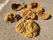 Obrázek Mořská houba dekorativní