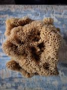 Obrázek Mořská houba dekorativní